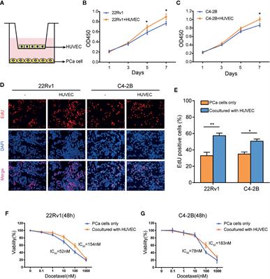 Endothelial Cells Promote Docetaxel Resistance of Prostate Cancer Cells by Inducing ERG Expression and Activating Akt/mTOR Signaling Pathway